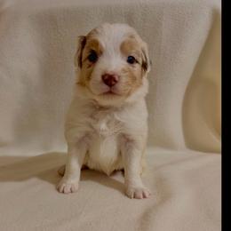 Orange Ribbon Red Merle Girl 2 - Red merle female Australian Shepherd puppy in Dundee, Ohio from Aussies Of Circle H