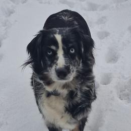 Indie - Australian Shepherd