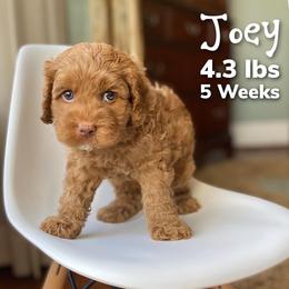 Australian Labradoodle Puppies from Berrybrook Doodles