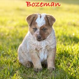 Bozeman - Red speckled male Australian Cattle Dog puppy in Kalispell, Montana from BTR Australian Cattle Dogs
