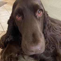 Field Spaniel All Grown Up from Catera Field Spaniels