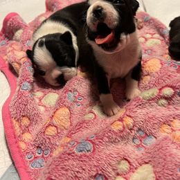 Boston Terrier Puppies from Benders Boston’s