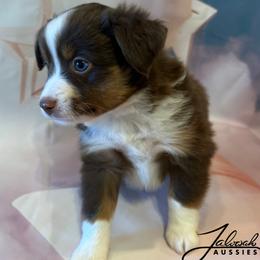 Ruth - Red tri female Toy Australian Shepherd puppy in Lumberton, Mississippi from Talowah Aussies