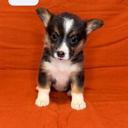 Reba - Black and tan female American Corgi puppy in Midland, Texas from Desert Darlin’ Corgis