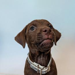 Screaming Mimi - female Patterdale Terrier puppy in Yucaipa, California from Moormont Kennels
