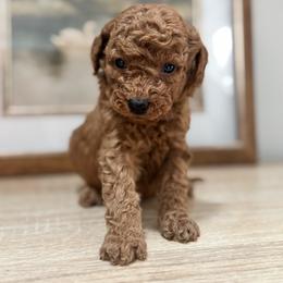 Sage - Red  female Goldendoodle puppy in Alamance County, North Carolina from Doodle Squad Puppies
