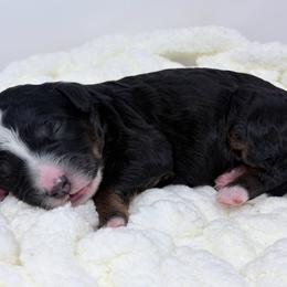 Meadow - Tri-color female Bernedoodle puppy in Fleming, Colorado from Vandenbark Doodles