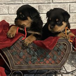 Boy 3 - Black and mahogany male Rottweiler puppy in Burlington, Kentucky from vom Blaurasen Rottweilers