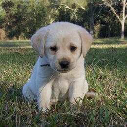 Brown Collar - Yellow male Labrador Retriever puppy in Husser, Louisiana from Kristen