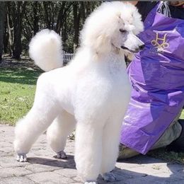 Rhianna - Poodle