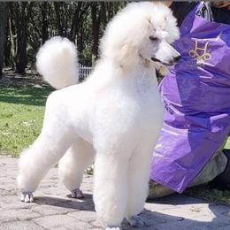 Rhianna - Poodle