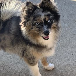 Coco - Pomsky