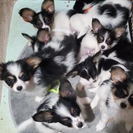 Papillon Puppies from Summer Joy