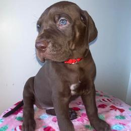 Jovie - Chocolate female Great Dane puppy in Spartanburg, South Carolina from Pawlmetto Danes