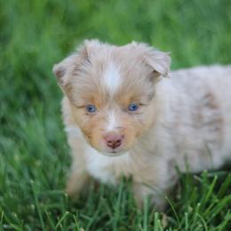Australian Shepherd, Miniature American Shepherd, Miniature Australian Shepherd, and Toy Australian Shepherd Puppies from Painted Blue Aussies