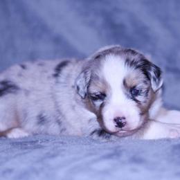 Olaf - Blue merle male Australian Shepherd puppy in Easton, Missouri from MMA Kennel