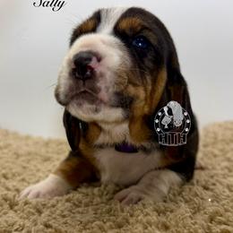 Sally - Black white and brown female Basset Hound puppy in Dingess, West Virginia from Tuckers' Howling Hounds