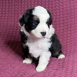 Black Tri Female with Blue Eyes - Black tri female Miniature Australian Shepherd puppy in Taunton, Massachusetts from Checkered Flag Champions Mini Aussies