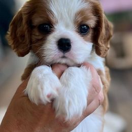 Cavalier King Charles Spaniel Puppies from Gold Country Cavaliers