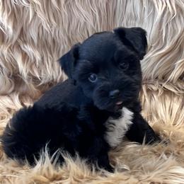 Black Male - Black male Miniature Schnauzer puppy in San Augustine, Texas from My Little Schnauzer Pals