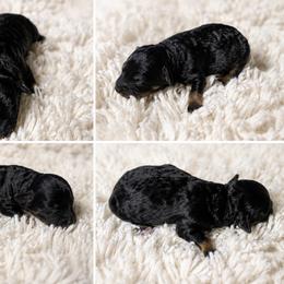 AKC-Toy-Black - Black female Poodle puppy in Fort Worth, Texas from Ashley Ross Toy Poodles (AKC)