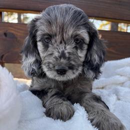 June - Black and tan female Cockapoo puppy in Ellaville Ga, Georgia from Lakeside Cockapoos