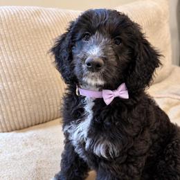 Grace - Black female Goldendoodle puppy in Portland, Tennessee from Happy_Tails_by_TJ