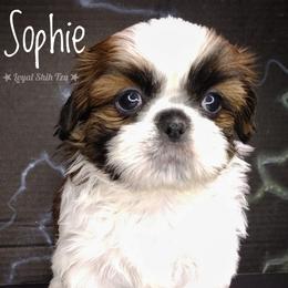 Sophie - Red and white female Shih Tzu puppy in Peoria, Arizona from Loyal Shih Tzu