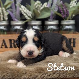 Stetson - Tri-color male Bernedoodle puppy in Lancaster, Minnesota from Richardville Hunde