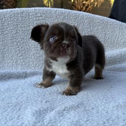 Rosie Rose - Tricolors female French Bulldog puppy in Glendale, Arizona from Frenchiepuphub