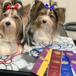 Biewer Terrier Puppies from Bouquet Biewers