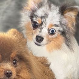 Milee - Pomeranian