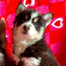 Celeste - Black and white female Pomsky puppy in Cave Creek, Arizona from Arizona Luxury Pomskies