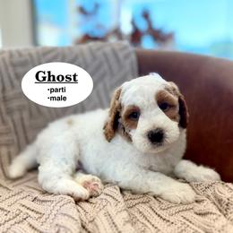 Ghost - Brown and white male Bernedoodle puppy in Jackson, Mississippi from T.M. Poodles & Doodles