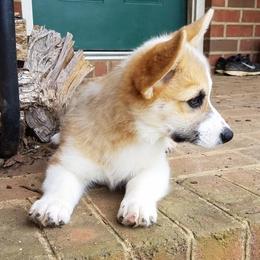 Pembroke Welsh Corgi Puppies from Ranch Hand Corgis