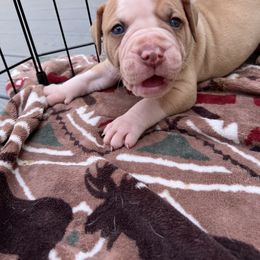 Alapaha Blue Blood Bulldog Puppies from WICKED Alapaha Kennel