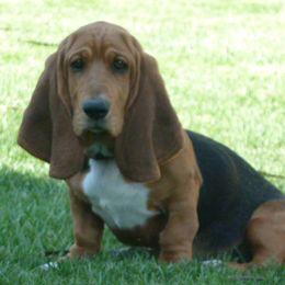 Basset Hound All Grown Up from All Ears Bassets