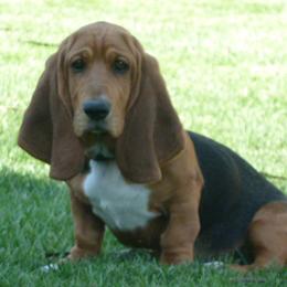 Basset Hound All Grown Up from All Ears Bassets