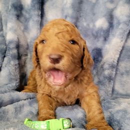 Green boy - Red  male Goldendoodle puppy in Blountsville, Alabama from Southern Charm Goldendoodles