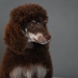 Remi - Poodle