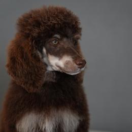 Remi - Poodle