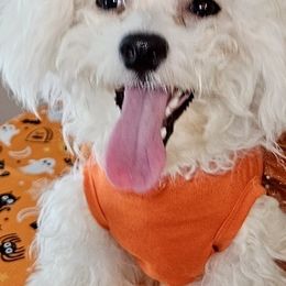 Ellie May - Bichon Frise