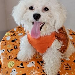 Ellie May - Bichon Frise