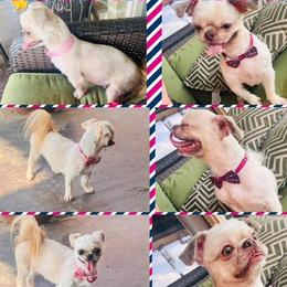 Shih Tzu puppies from Busch Pups