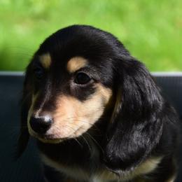 Dachshund puppies from Happy Little Doxies
