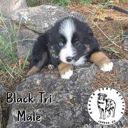 Howard - Black tri male Miniature Australian Shepherd puppy in Jaroso, Colorado from Heaven Sent Aussies