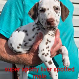 Chief - White and liver brown male Dalmatian puppy in Burley, Idaho from Hot Diggety Dogs LLC