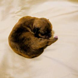 Cedar - Brindle male Lhasa Apso puppy in Hillsboro, Oregon from Luv-N-Laughter Lhasa Apsos