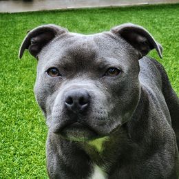 Freddie - Staffordshire Bull Terrier