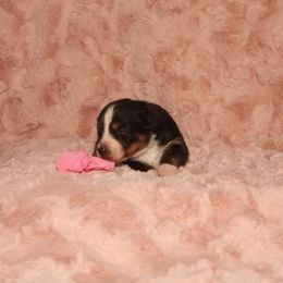 Australian Shepherd Puppies from Lori's Australian Shepherds